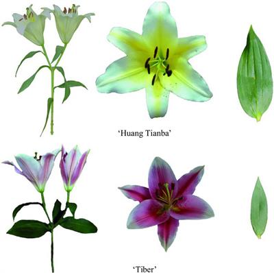 Variation in Petal and Leaf Wax Deposition Affects Cuticular Transpiration in Cut Lily Flowers